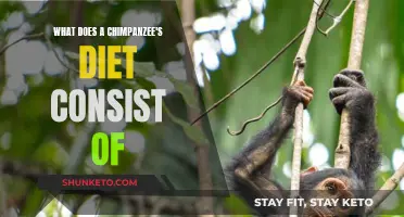 Chimpanzee Diet: What Do They Eat?