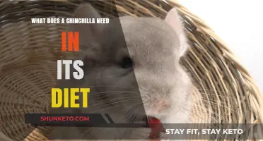 Chinchilla Diet: What Your Pet Needs to Eat