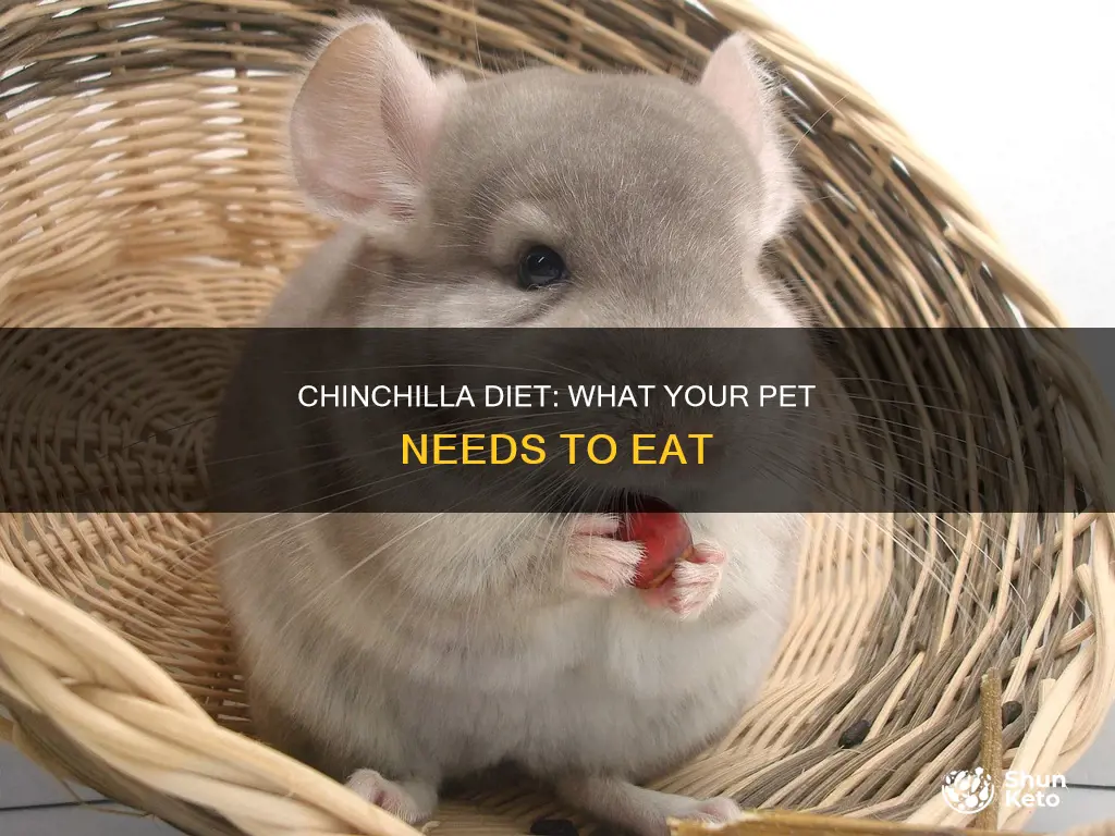 what does a chinchilla need in its diet