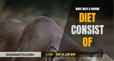 Cougar Diet: What Do These Carnivores Eat?