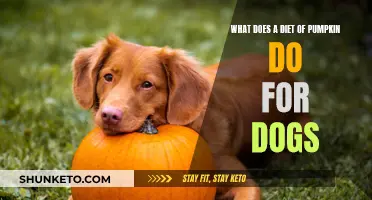 Pumpkin Power: Superfood for Dogs?