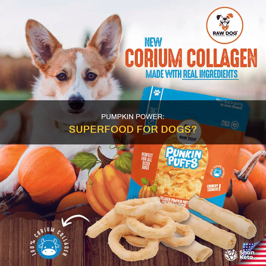 what does a diet of pumpkin do for dogs
