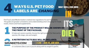 A Balanced Diet: Essential Nutrients for Your Dog's Health