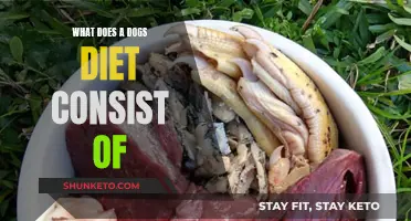 A Dog's Diet: What Should You Feed Your Pet?