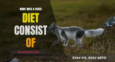 Foxes' Diet: What Do They Eat?