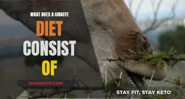 Giraffe Diet: What Do These Long-Necked Creatures Actually Eat?