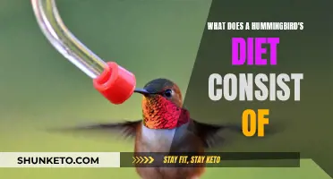 Hummingbirds' Diet: Nectar, Insects, and Sugar Water