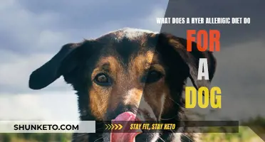 Hypoallergenic Diets: Helping Dogs with Allergies and Sensitivities