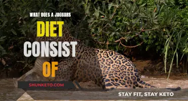 Jaguar's Diet: Hunting Strategies and Preferred Prey