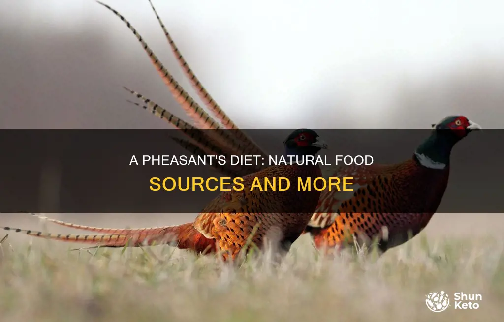 what does a pheasant