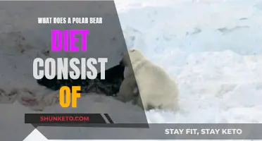 Polar Bear Diet: What Do They Eat?