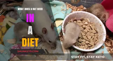 Rat Diet: Essential Nutrients and Components