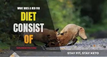 Red Fox Diet: What Do They Eat?