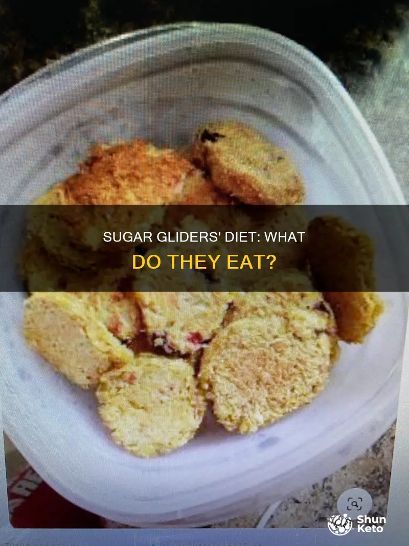 what does a sugar gliders diet consist of