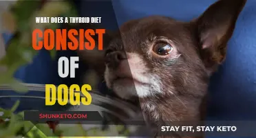 Thyroid Diet for Dogs: What to Feed Your Pooch
