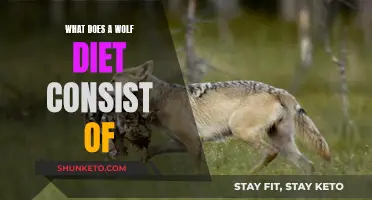 Wolf Diet: What Do Wolves Eat?