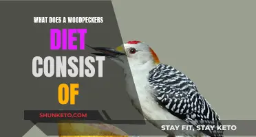 Woodpeckers' Diet: What Do They Eat?