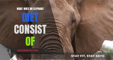 Elephant Diet: What Do These Majestic Giants Eat?