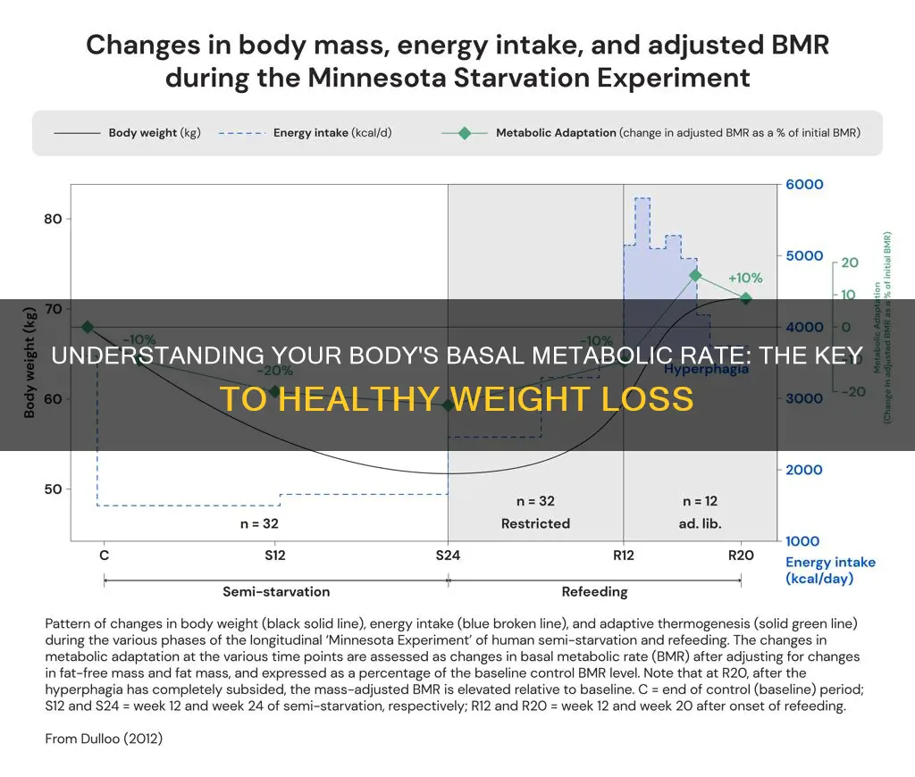 what does bmr mean for dieting