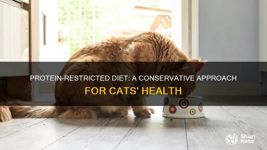 what does conservative protein diet for cats