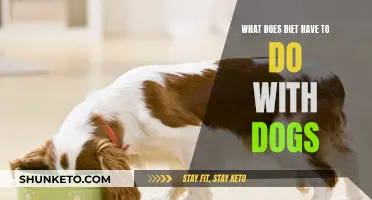 Dog Diet: What's the Link?