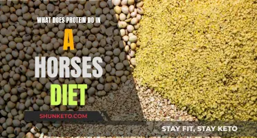 Protein Power: Essential Horse Dietary Needs Explained