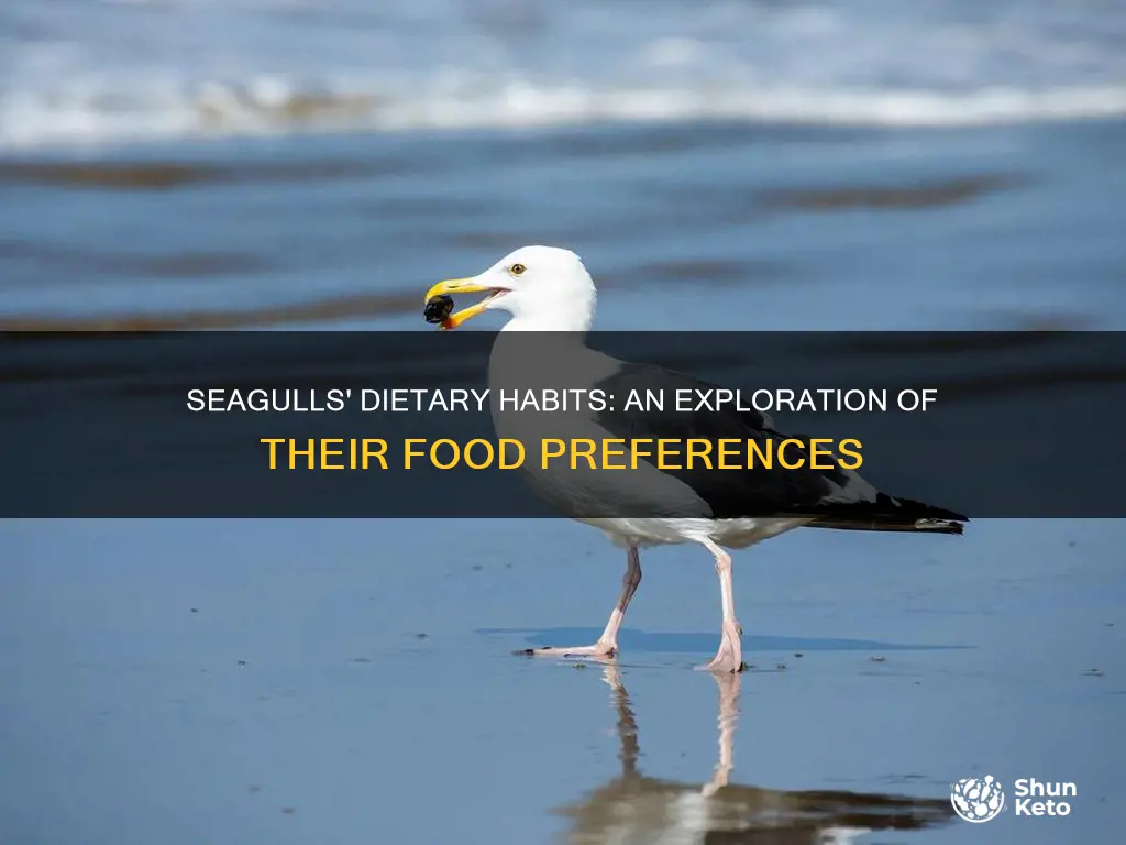 what does seagulls diets consist of