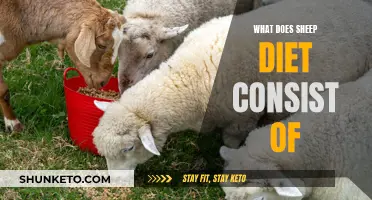 Sheep Diet: What Do Sheep Eat?