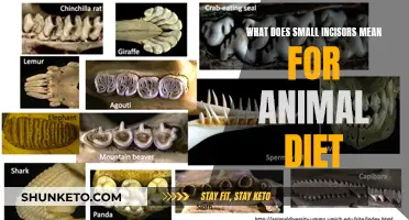 Small Incisors: Unlocking the Secrets of Animal Dietary Adaptations