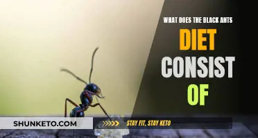 Black Ants' Diet: What Do They Eat?