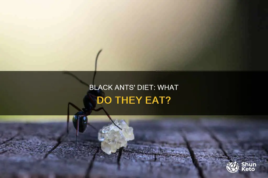what does the black ants diet consist of