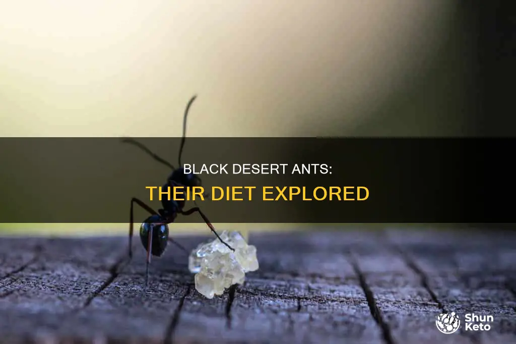 what does the black desert ant