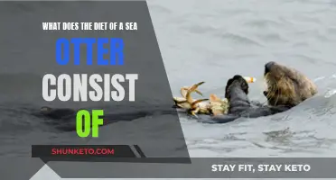 Sea Otters' Unique Diet: Crabs and Sea Urchins