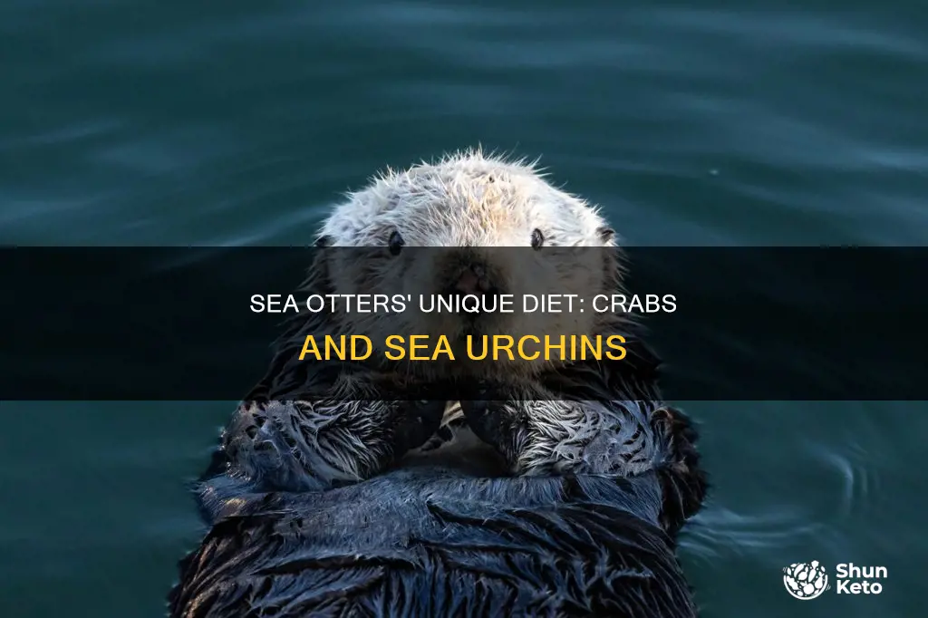 what does the diet of a sea otter consist of