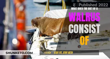 Walrus Diet: What Do They Eat and Why?