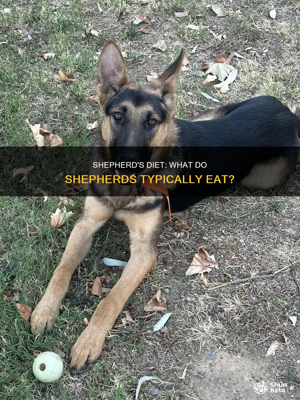 what does the shepherd