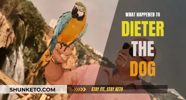 Dieter the Dog: Where Did He Go?