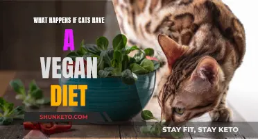 Vegan Cat Diet: Healthy or Harmful?