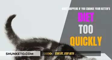Sudden Diet Changes: Risks for Your Kitten's Health