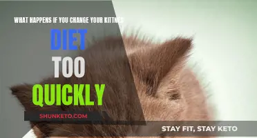Sudden Diet Changes: Risks for Your Kitten's Health
