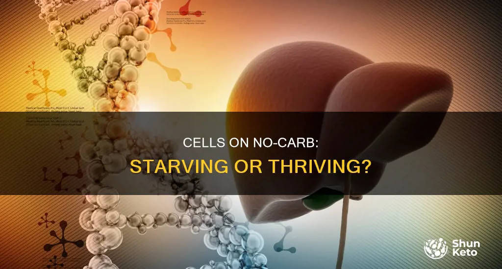 what happens to cells on no carb diet