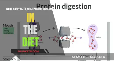 Where Does Consumed Protein Go in the Body?