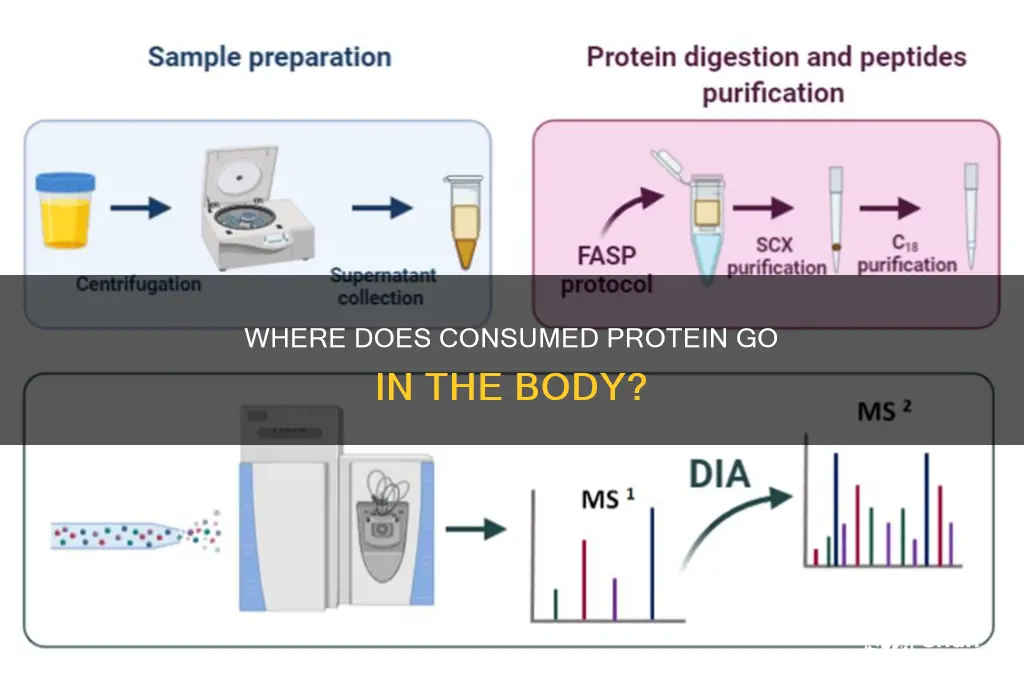 what happens to most protein consumed in the diet