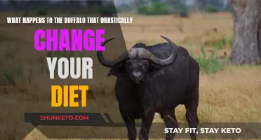How Buffalo Diet Change Affects Their Health