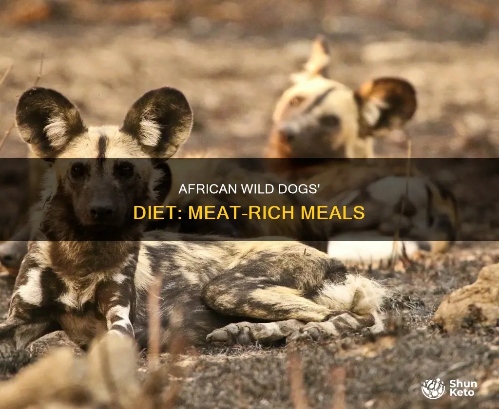 what is a afrrican widl dog diet