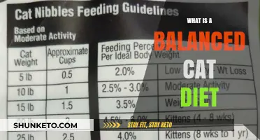 A Healthy Cat Diet: Balancing Nutrition