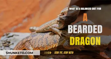 Bearded Dragon Diet: What's on the Menu?