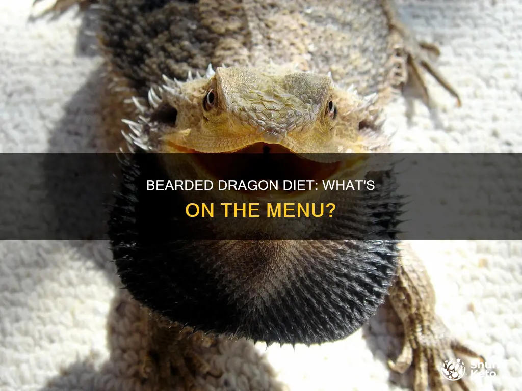 what is a balanced diet for a bearded dragon