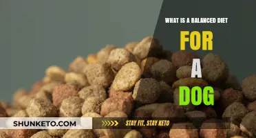 A Healthy Dog Diet: Balancing Your Pet's Nutrition
