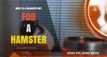 Hamster Diet: Balanced Nutrition for Your Pet